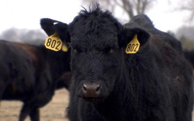 Productores ganaderos de Nebraska alertan sobre propuesta de Trump para importar carne de Argentina