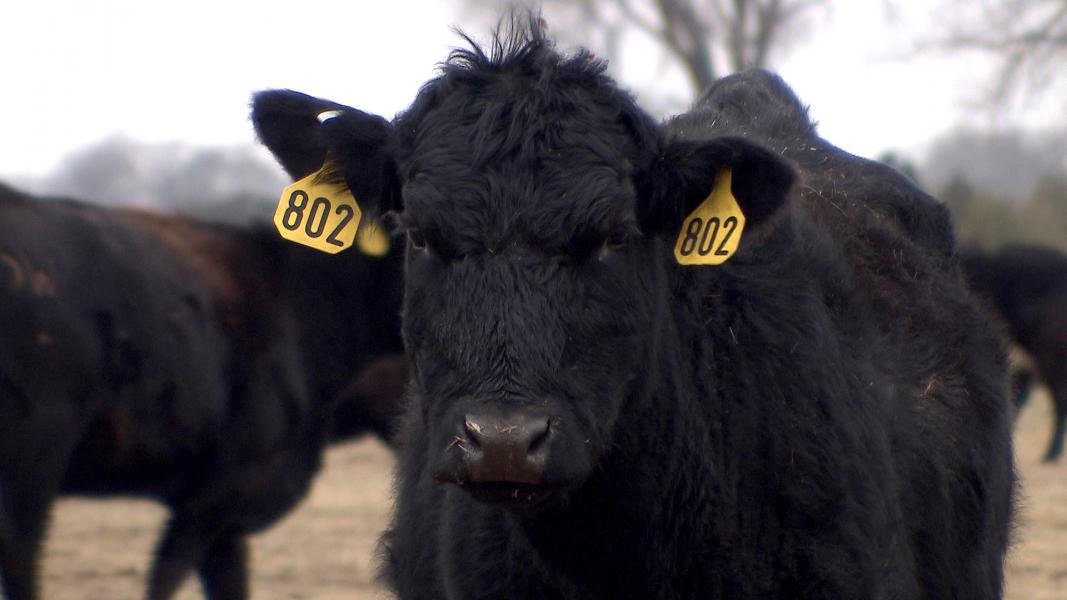 Productores ganaderos de Nebraska alertan sobre propuesta de Trump para importar carne de Argentina