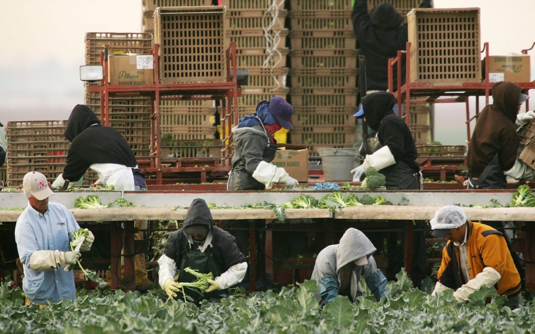 Una propuesta en Nebraska crearía permisos de trabajo temporal para personas indocumentadas