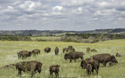 Nebraska author retells Sitting Bull’s war through Lakota voices