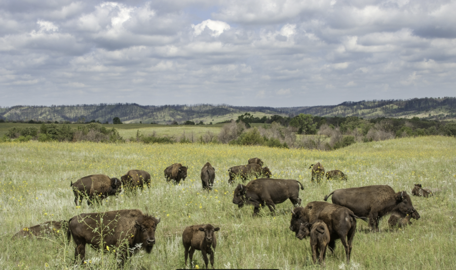 Autor de Nebraska reinterpreta la guerra de Sitting Bull a través de voces lakotas