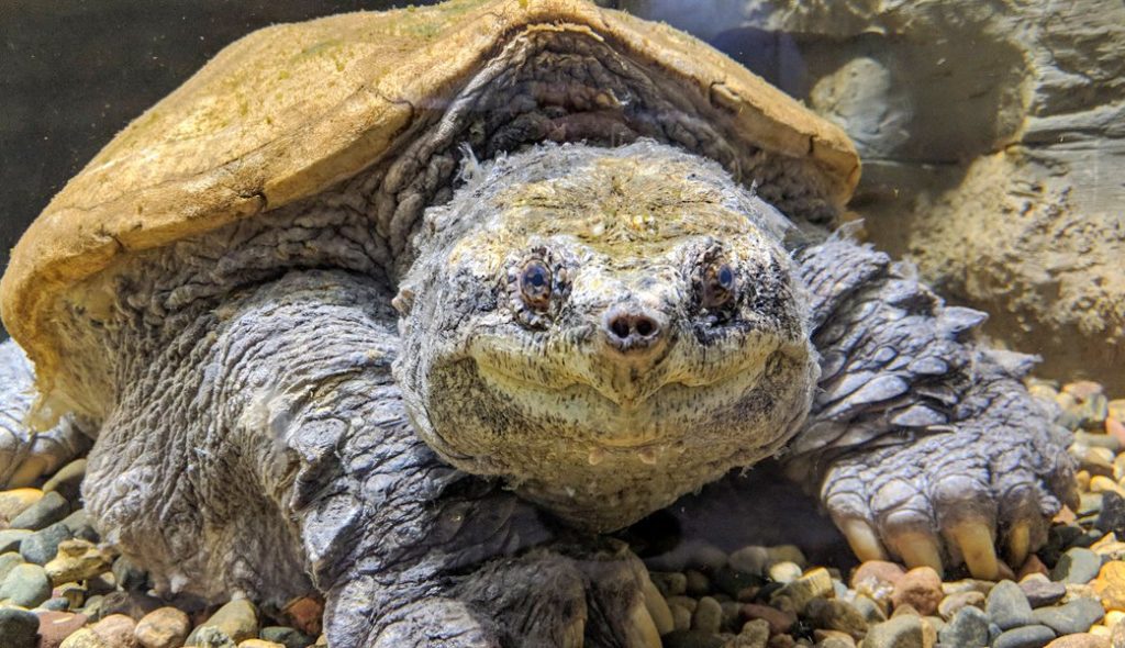 Big Snap Daddy, oldest snapping turtle, dies in Nebraska