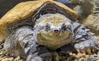 Big Snap Daddy, oldest known snapping turtle, dies in Nebraska