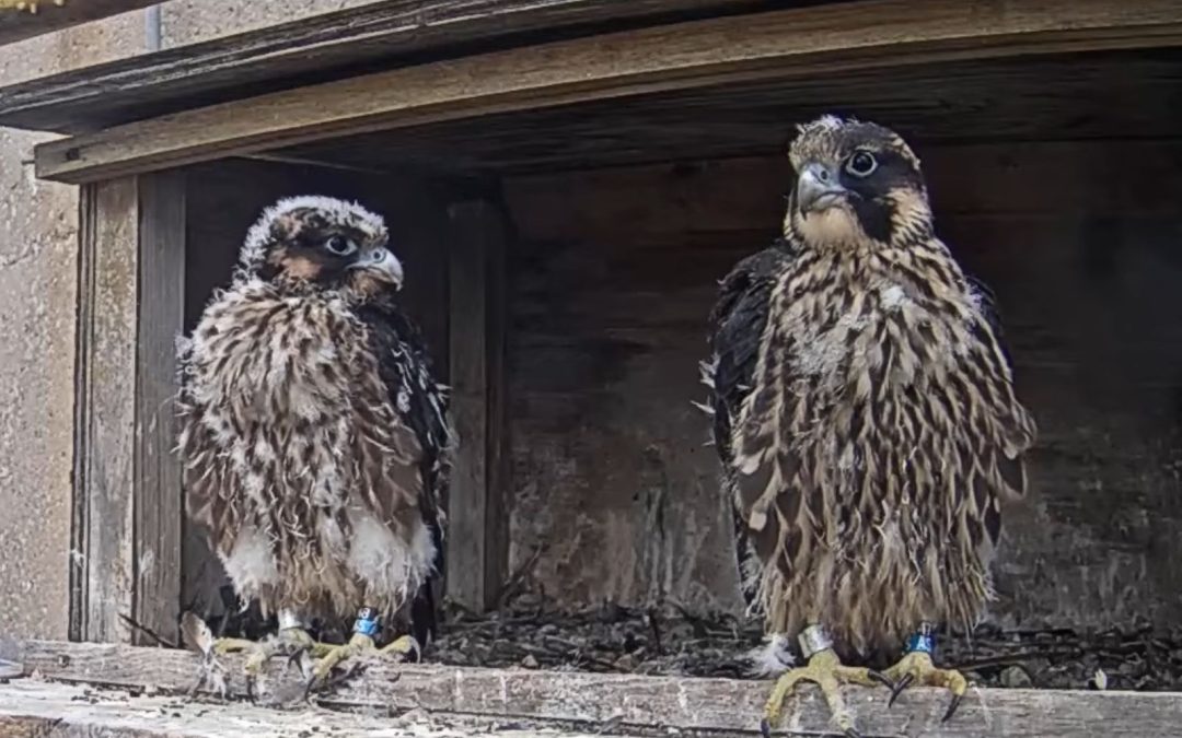 OPPD falcon chicks named Yin and Yang after community vote