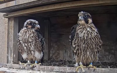 OPPD falcon chicks named Yin and Yang after community vote
